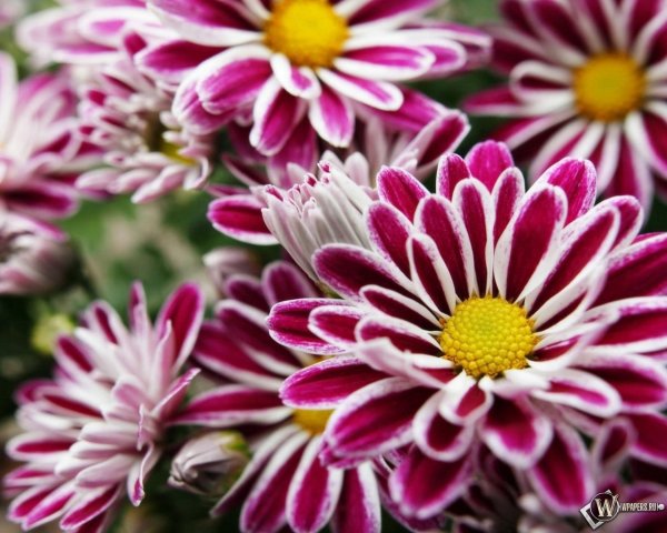 астры хризантемы