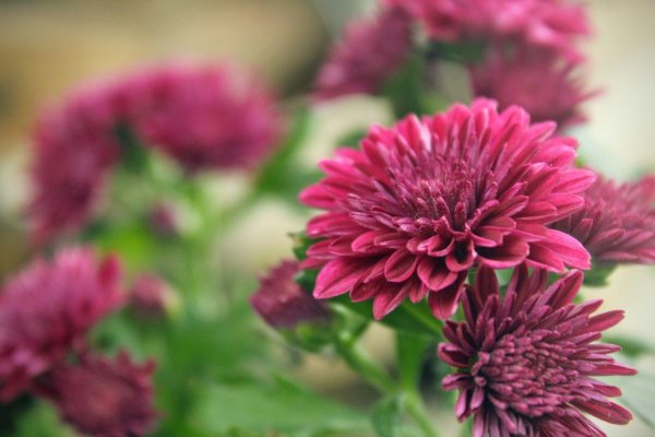 хризантема корейская хейди вейв