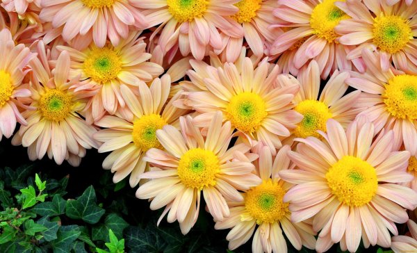 хризантема палисад