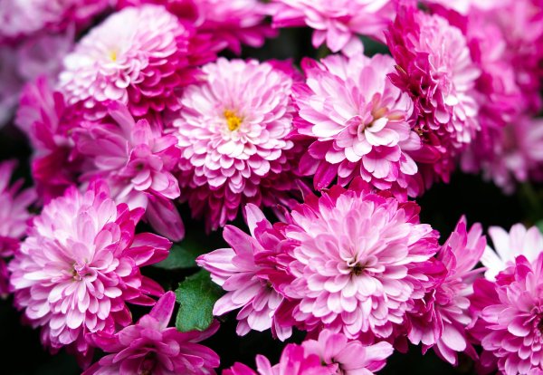 хризантема росанна пинк