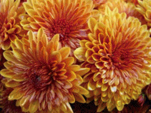 хризантема вильям оранж