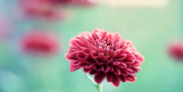 хризантема avignon pink