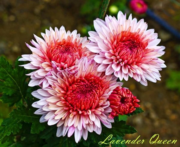 сорта хризантем