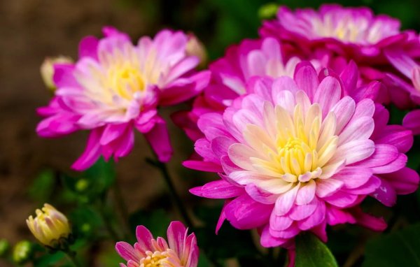 георгин мелоди пинк аллегро