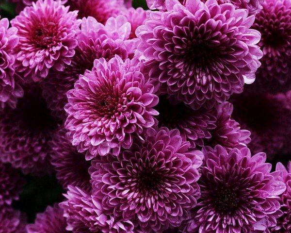 хризантема гилберт пурпл