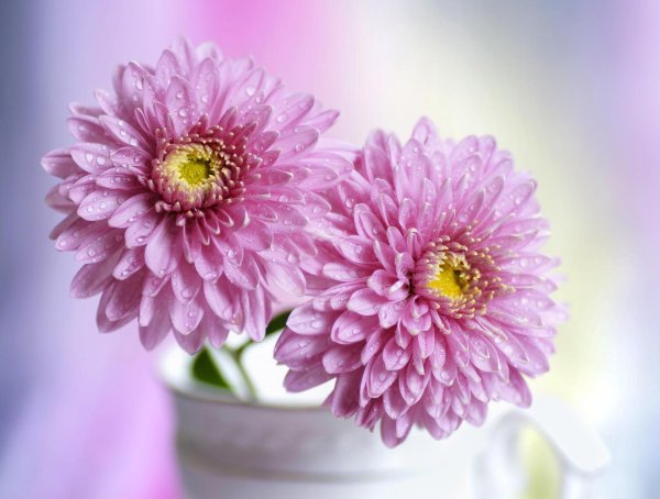 хризантемы открытка