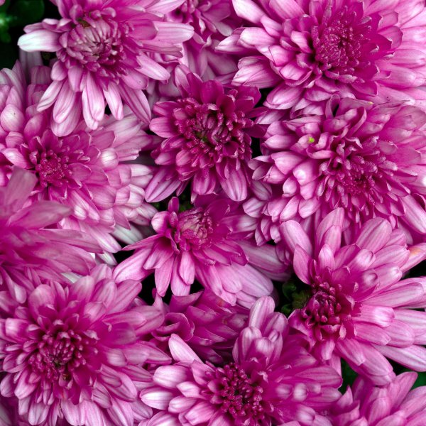 хризантема кружевница chrysanthemum crugevnica