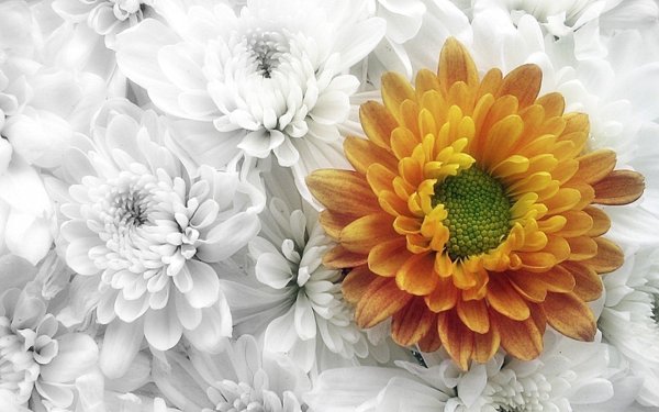 хризантема бридал роуб