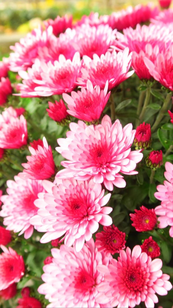 хризантема белла пинк