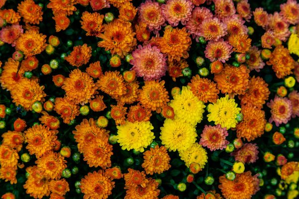 хризантема мультифлора мишель