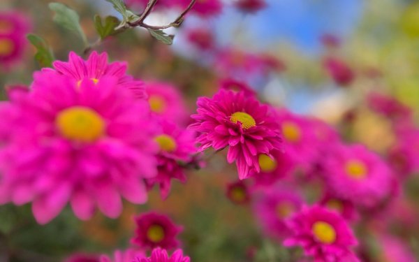 цветы которые цветут осенью