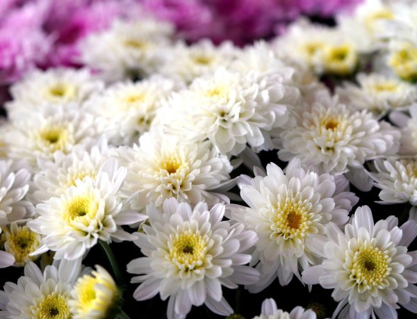 хризантема чусан вайолет