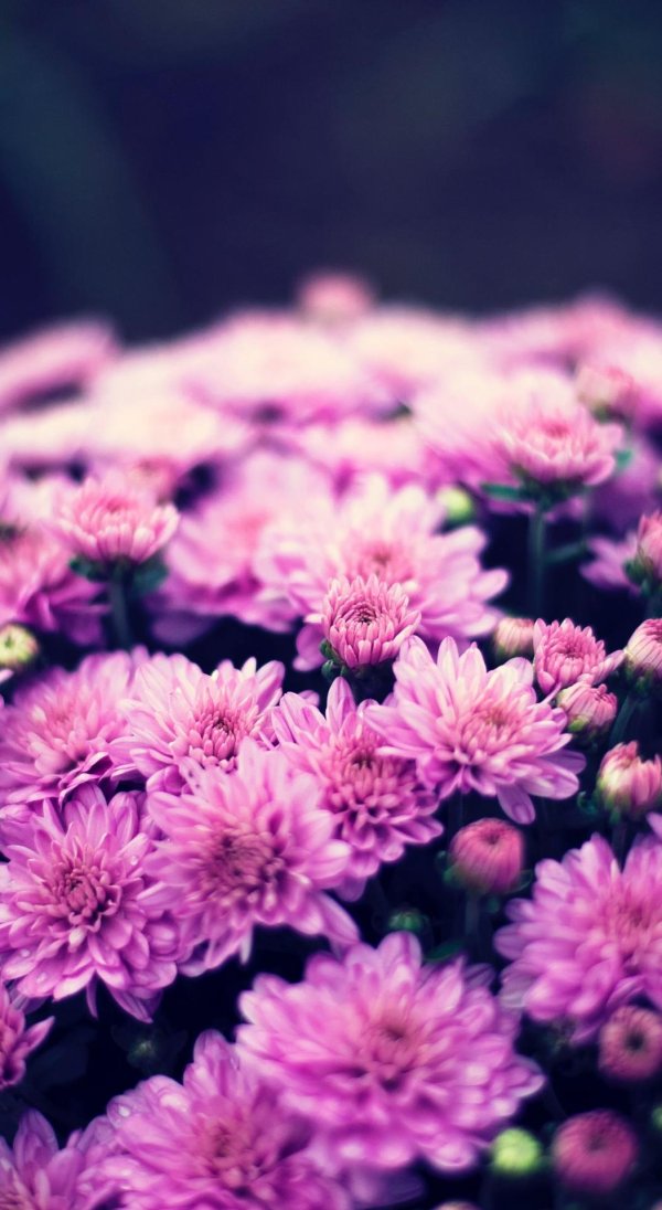 хризантема allouise pink