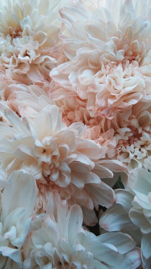 цветочные фоны