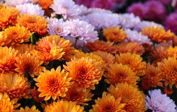 хризантема мультифлора оранжевая