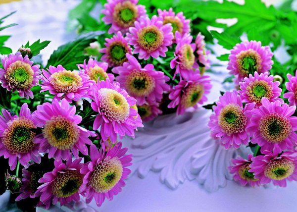 хризантема кустовая бонита