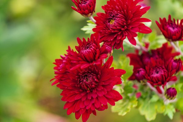 хризантема корейская липстик