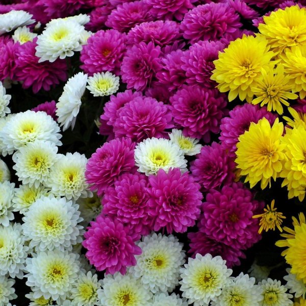 хризантема этна