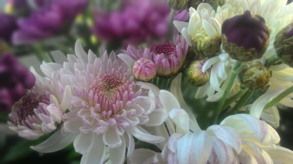 хризантема корейская розалинда