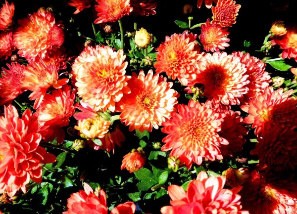 хризантема фиеста ред