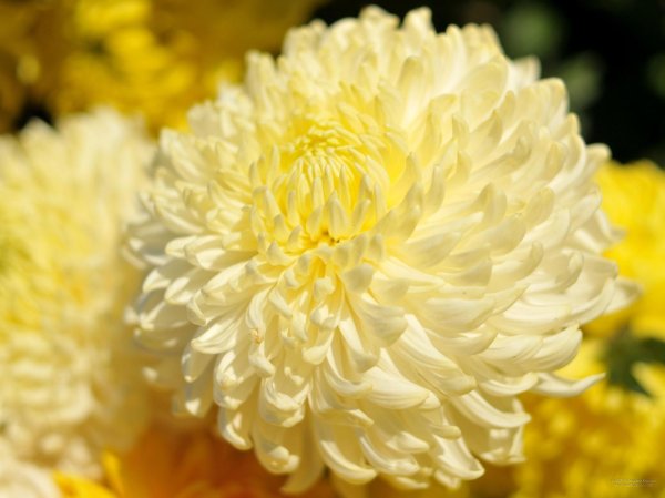 хризантема рибонет