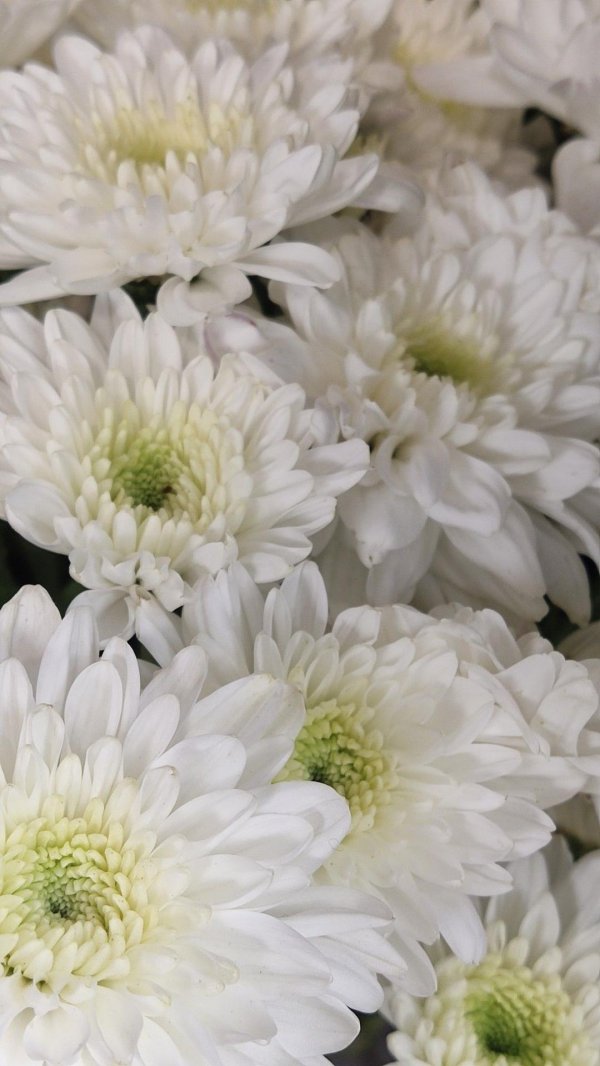 хризантема балтика уайт