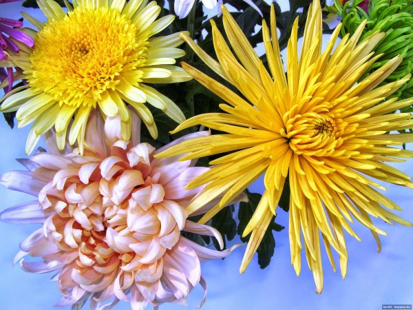 хризантема хейди вейв