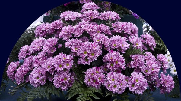 хризантема куст серенити пурпл