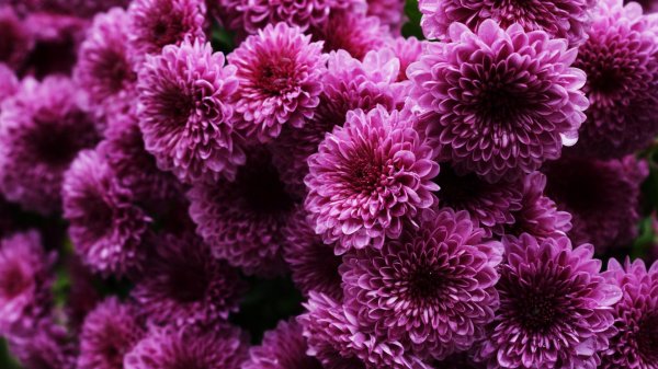 хризантема гилберт пурпл