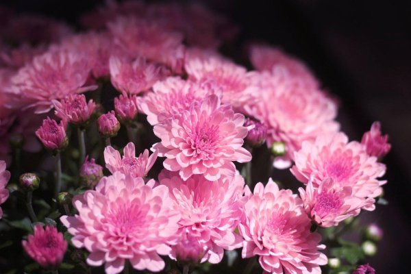 хризантема allouise pink