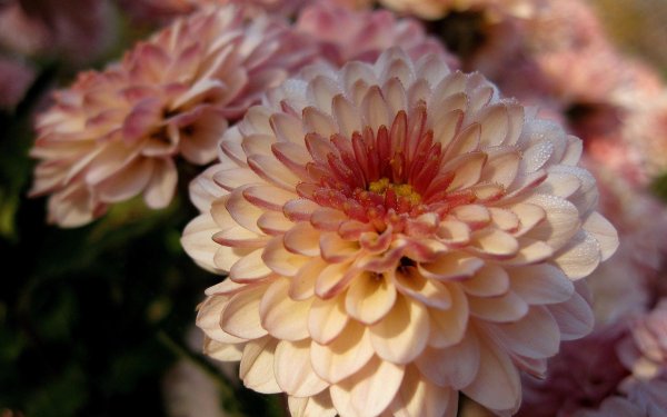 хризантема мультифлора маргарита