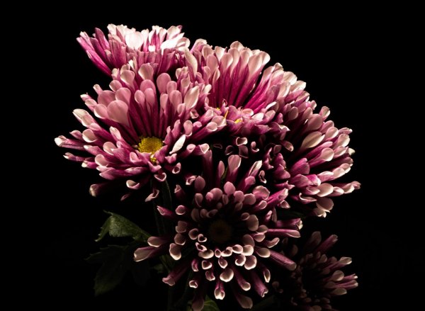 хризантема стеллини вельвет