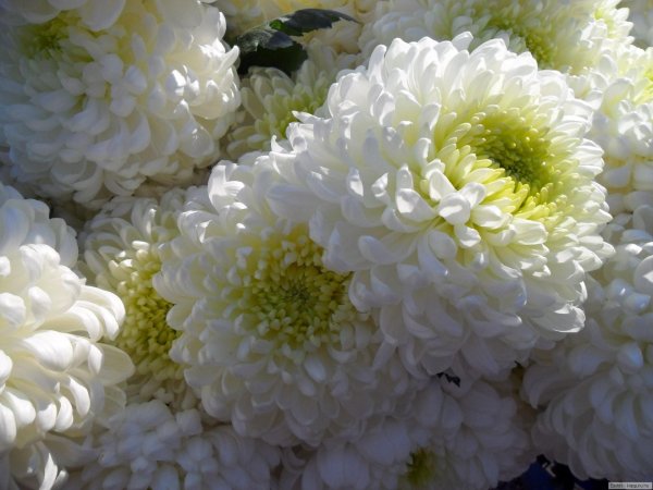 хризантема чусан вайолет