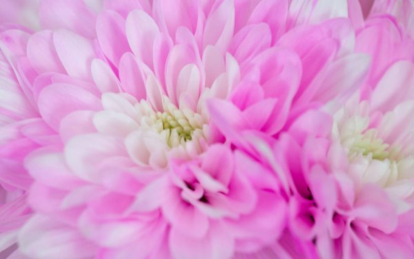 розовые цветы