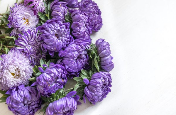 астра фиолетовая