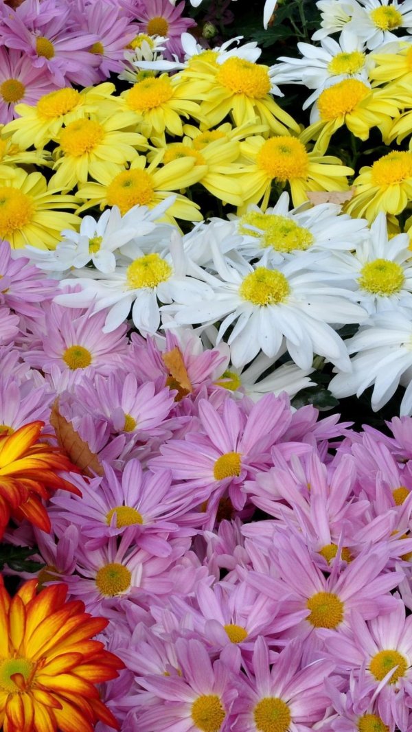 сентябринки желтые