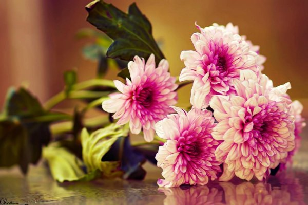 хризантема фуджи роуз