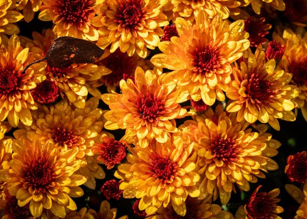 хризантема кинг еллоу