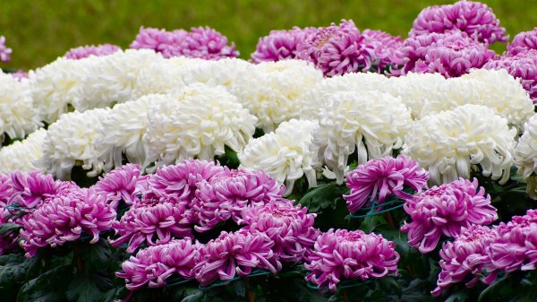 хризантема шаровидная садовая