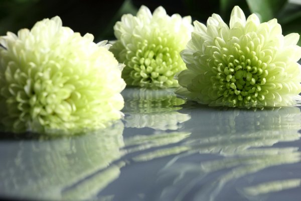 хризантема ребонет