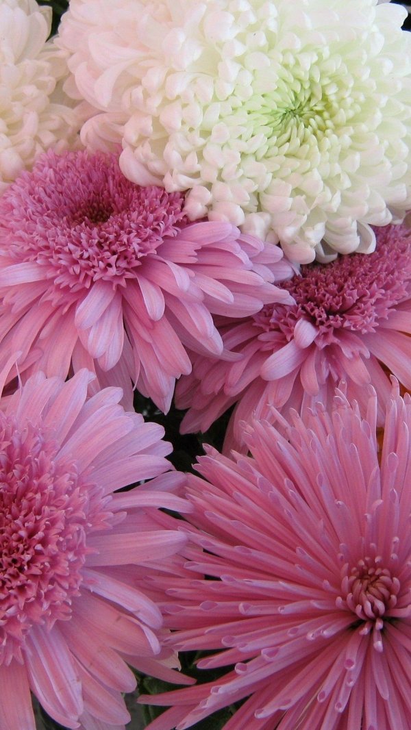 хризантема фуджи роуз