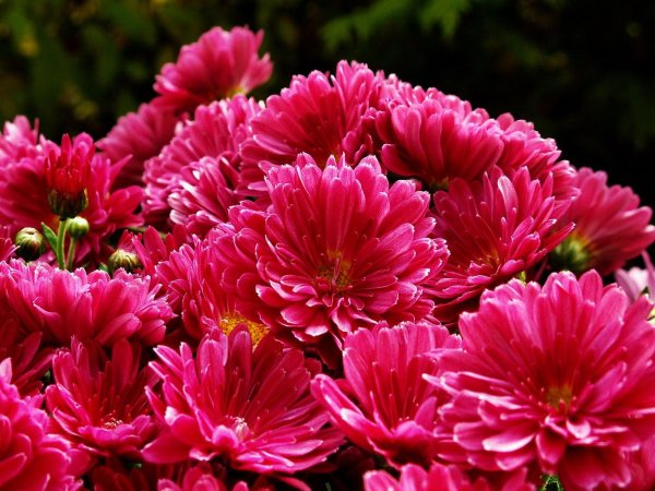 хризантема диавеле