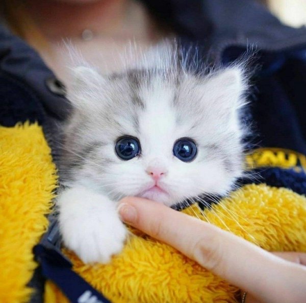 милая котик