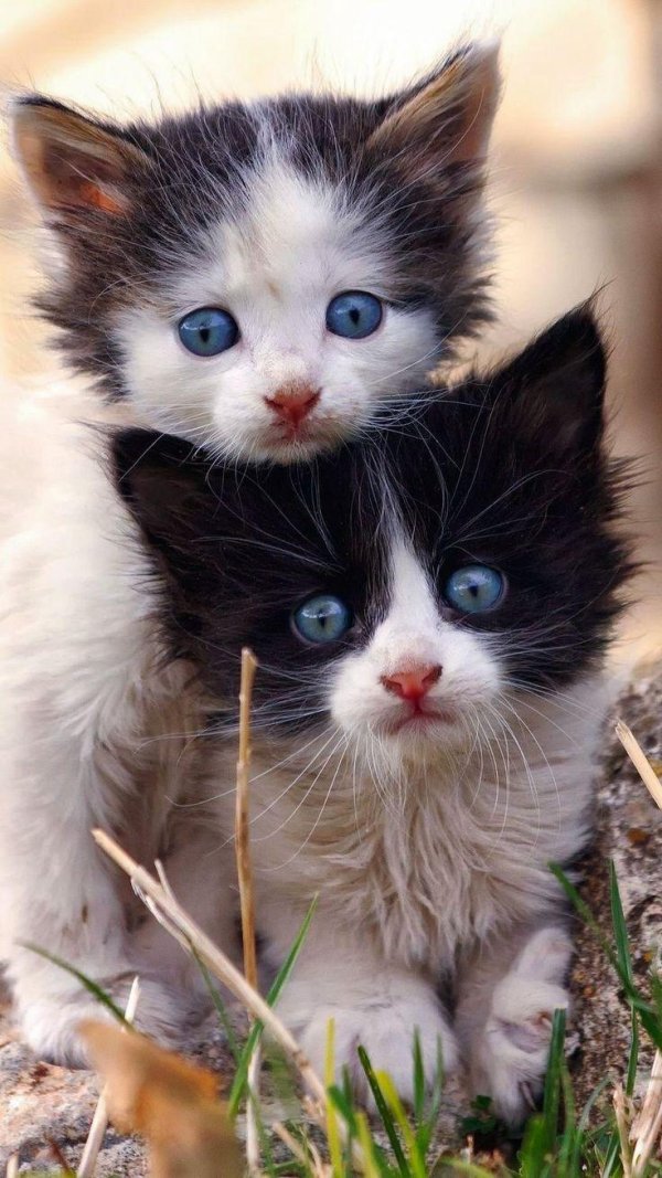 маленькие котята