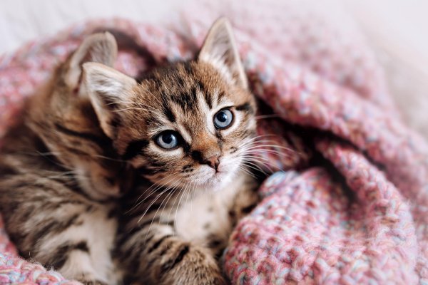 котенок полосатый