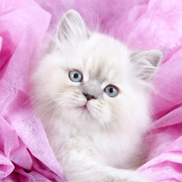 кошечка красивая