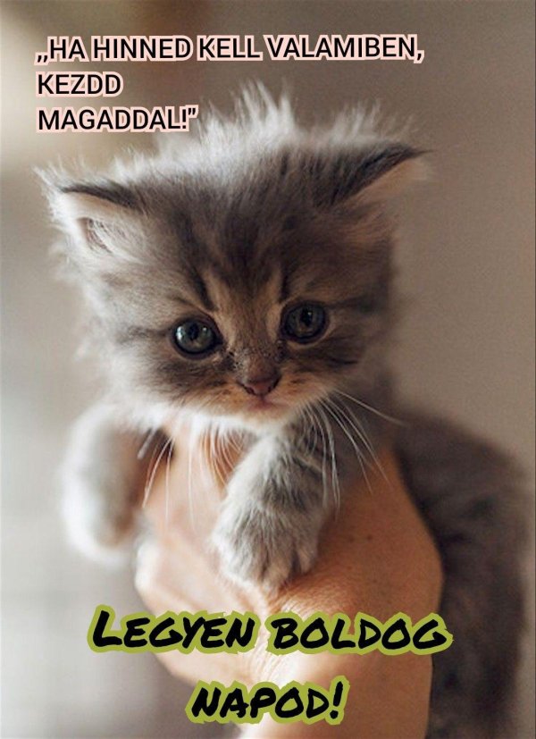 котенок серый