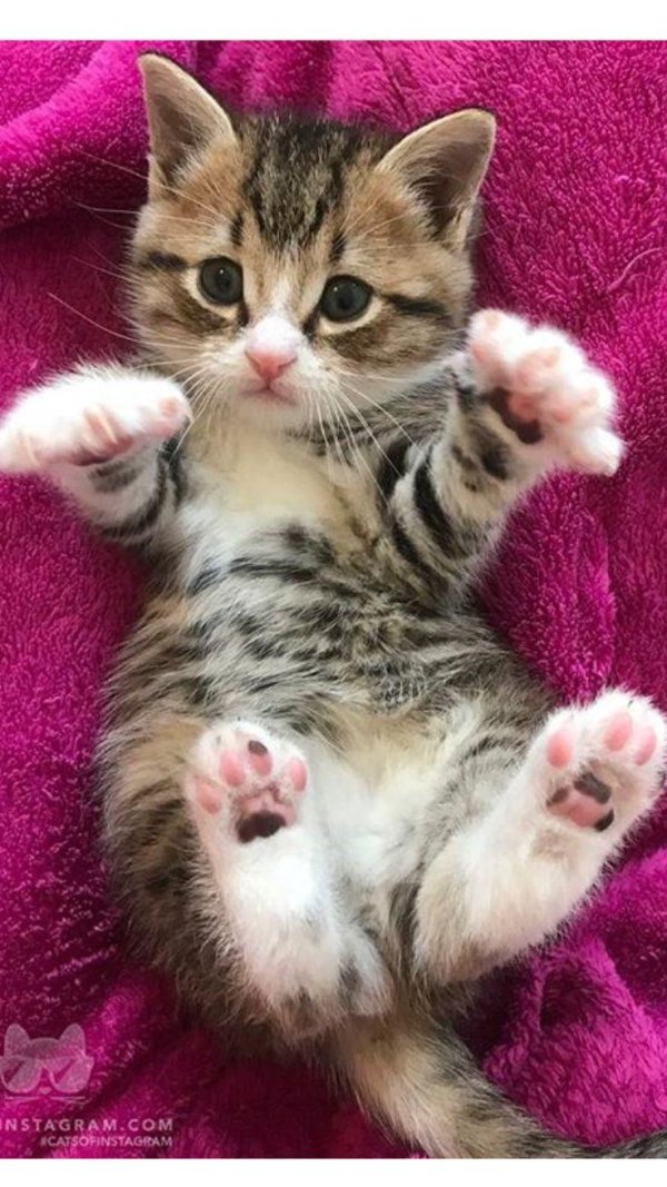 котенок смешной