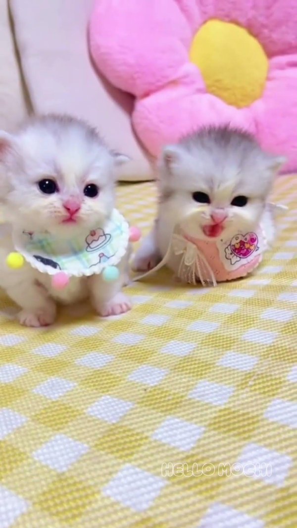 cute baby kittens