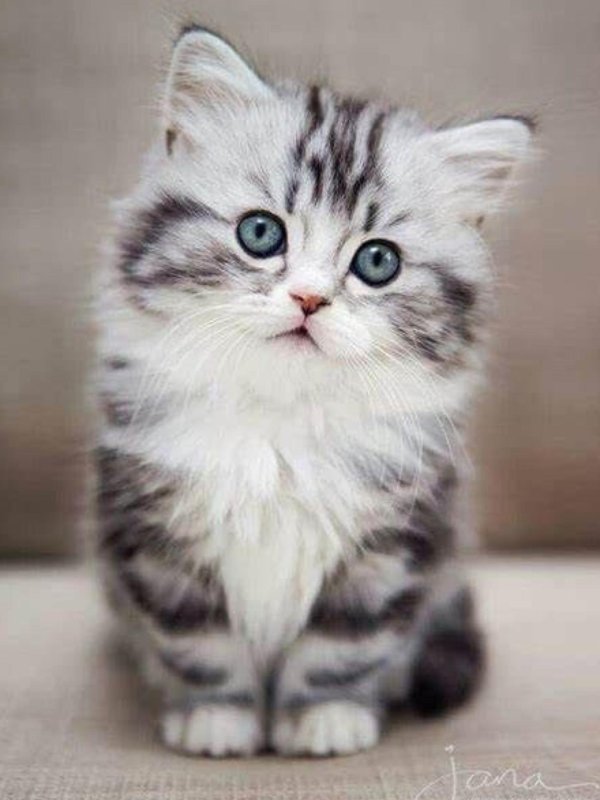 котенок красивый